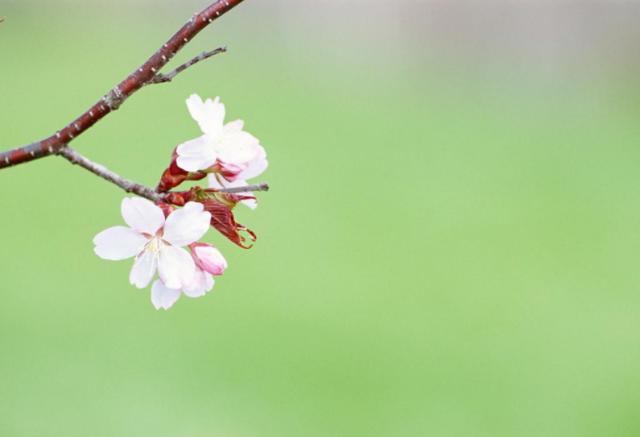 銀桃花貪歡，桃花盛宴中的情感糾纏在線閱讀