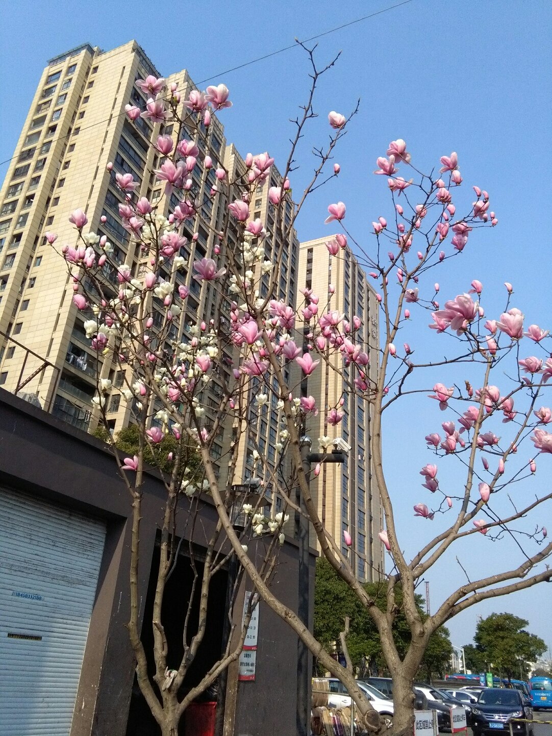 花園路街道最新天氣概況